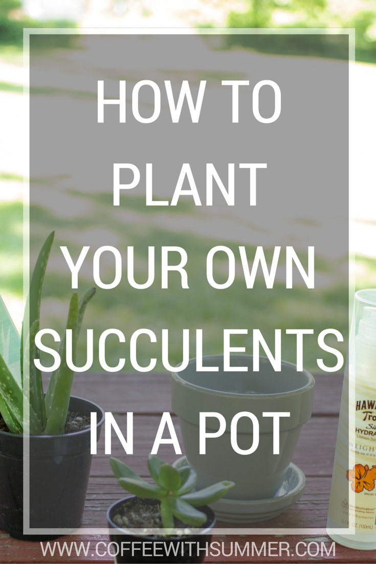 How To Plant Your Own Succulents In A Pot