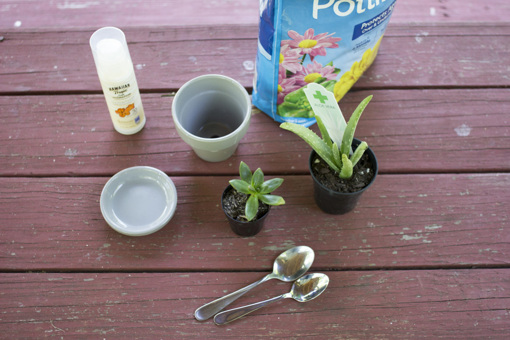 How To Plant Your Own Succulents In A Pot | Coffee With Summer