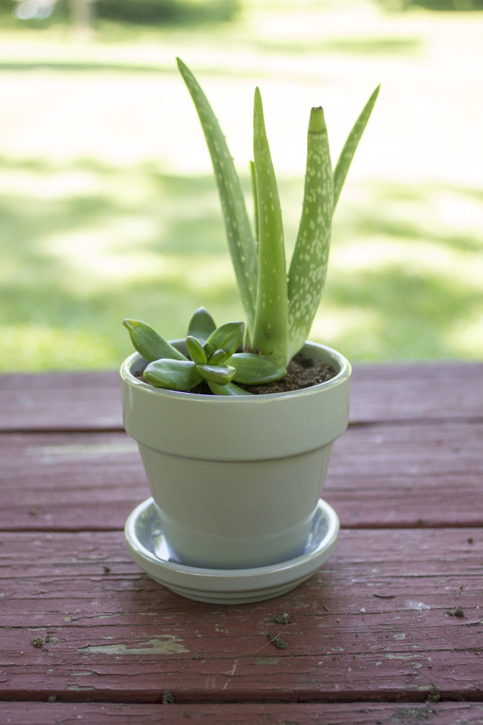 How To Plant Your Own Succulents In A Pot | Coffee With Summer