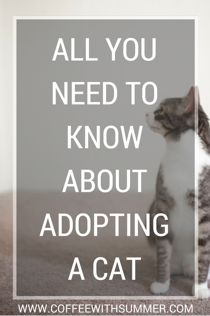 All You Need To Know About Adopting A Cat